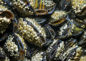 Mussels - filter feeding on incoming tide at Trefor Pier,... by Mark Thomas 